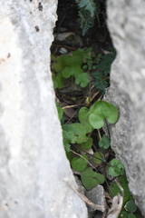 Mimophytum alienoides