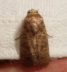 Athetis thoracica