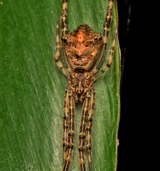 Janula bicornis