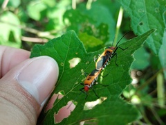 Dysdercus cingulatus