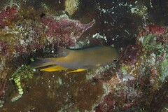 Amblyglyphidodon aureus