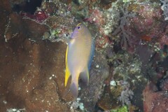 Amblyglyphidodon aureus