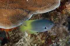 Pomacentrus nigromarginatus