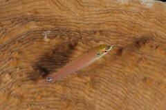 Halichoeres melasmapomus