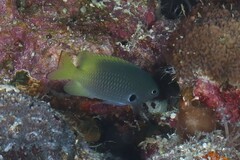 Pomacentrus nigromarginatus