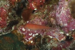 Pseudocheilinus evanidus
