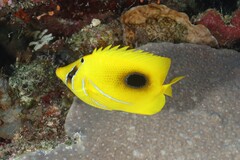 Chaetodon bennetti