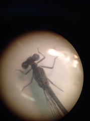 Argia fumipennis
