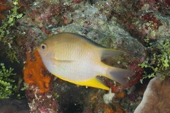 Amblyglyphidodon aureus