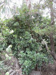 Xylocarpus granatum