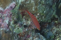 Pyronotanthias lori
