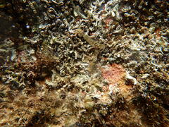 Galeolaria caespitosa