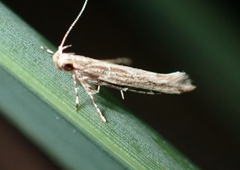 Cosmopterigidae