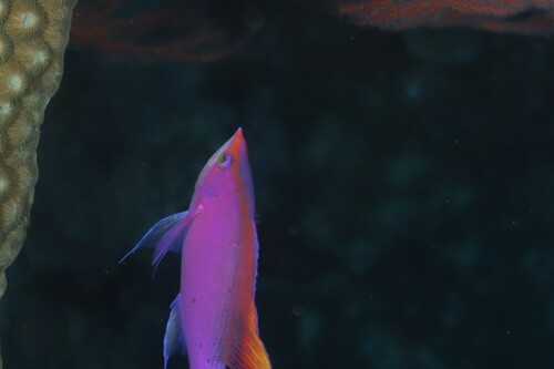 Purple anthias (Pseudanthias tuka) — Serranidae