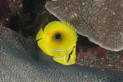 Chaetodon bennetti