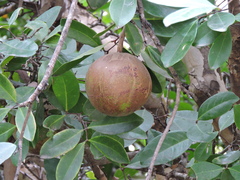 Xylocarpus granatum