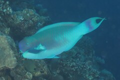 Chlorurus microrhinos