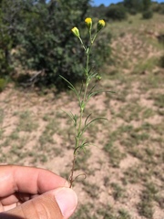 Picradeniopsis multiflora