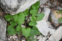 Mimophytum alienoides