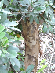 Xylocarpus granatum