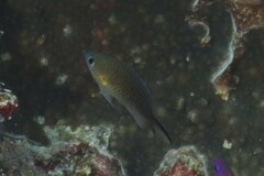 Chromis