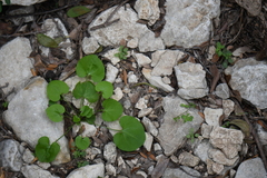 Mimophytum alienoides