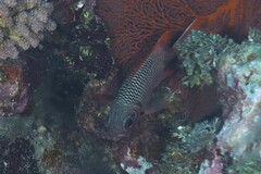 Myripristis