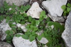 Mimophytum alienoides