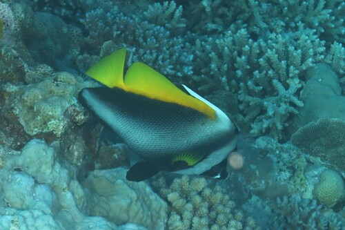 Singuliere wimpelvis (Heniochus singularius) — Chaetodontidae — 4