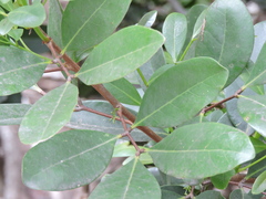 Xylocarpus granatum