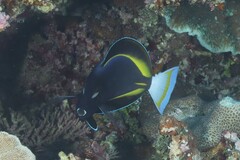 Acanthurus nigricans