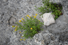 Perityle angustifolia