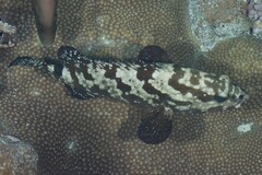 Epinephelus polyphekadion