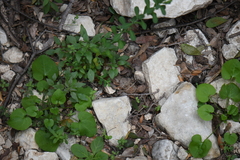 Mimophytum alienoides