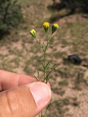 Picradeniopsis multiflora
