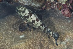 Epinephelus polyphekadion