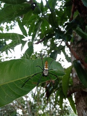Trichonephila antipodiana