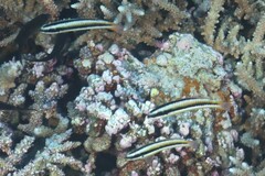 Thalassoma amblycephalus