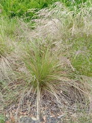 Poa labillardierei