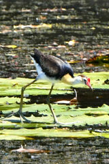 Irediparra gallinacea