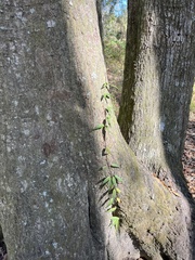 Dolichandra unguis-cati