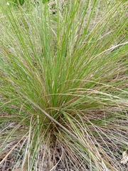 Poa labillardierei