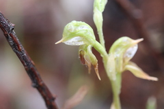 Pterostylis aciculiformis
