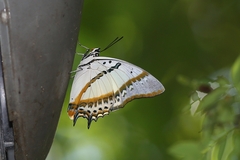Polyura nepenthes