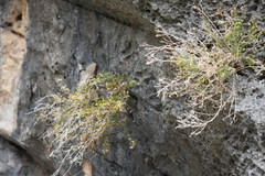 Perityle angustifolia