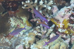 Mirolabrichthys tuka