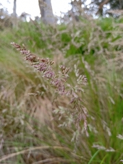 Poa labillardierei
