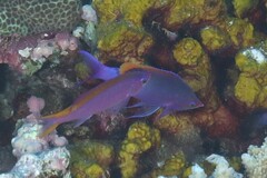 Mirolabrichthys tuka