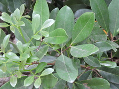 Xylocarpus granatum