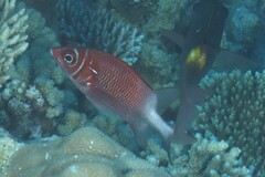 Sargocentron caudimaculatum
